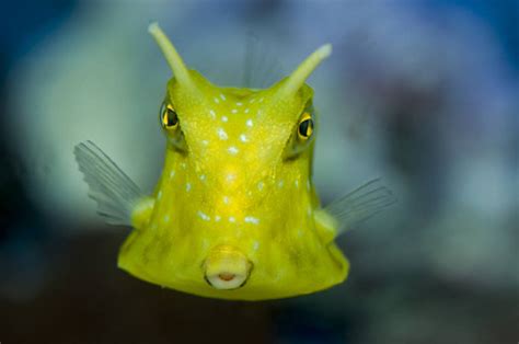 cowhead fish|Longhorn Cowfish Care – Ultimate Guide to Caring for .